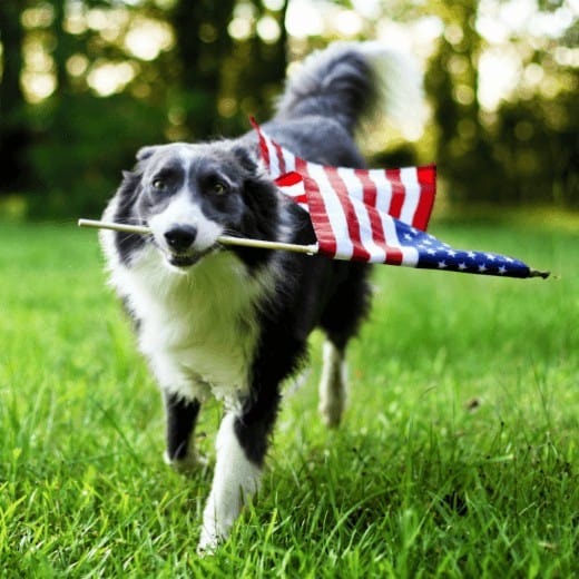 Border Collie with American Flag