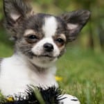 Puppy socialization classes- puppy classes - puppy training