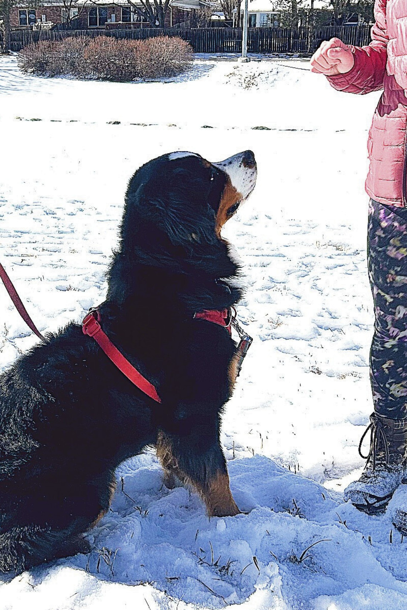 Karlach Sit for Mom Dog training Website Image